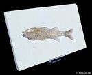 Awesome Inch Mioplosus - Uncommon Fish Fossil #3098-2